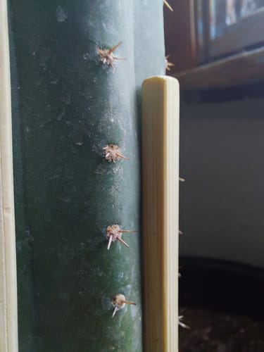 Customer photo review of Noid Trichocereus Cactus | Lost Label Trichocereus