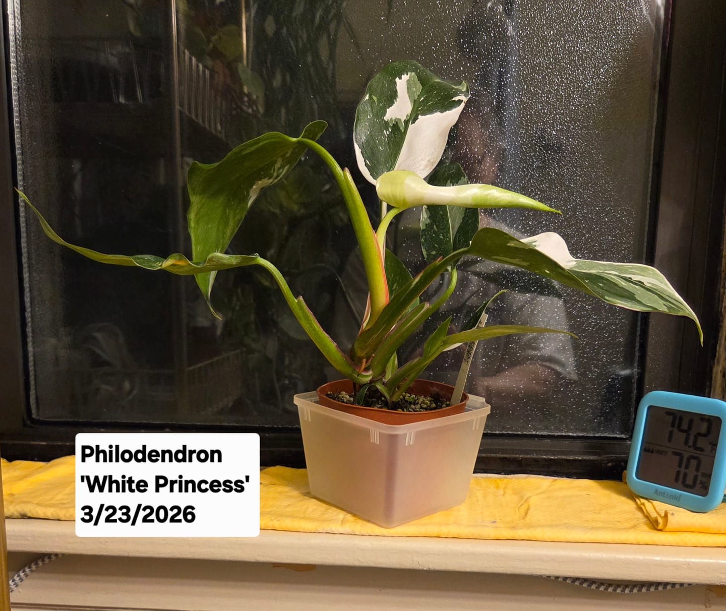 Customer photo review of Philodendron 'White Princess'
