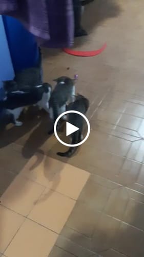 Customer video review of CT1701 1 Pieza de Juguete Pelota Inteligente Recargable Para Mascota