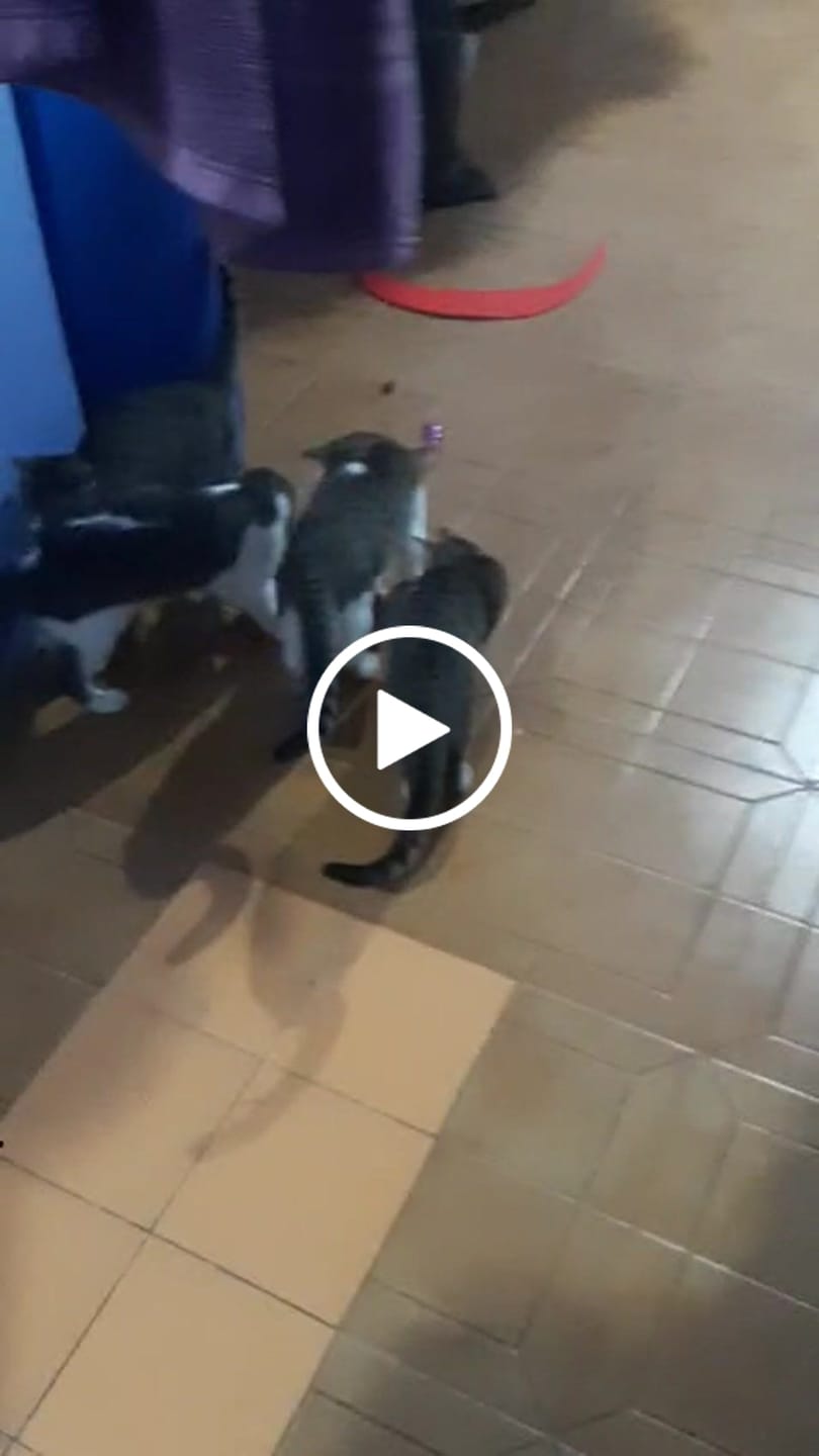 Customer video review of CT1701 1 Pieza de Juguete Pelota Inteligente Recargable Para Mascota