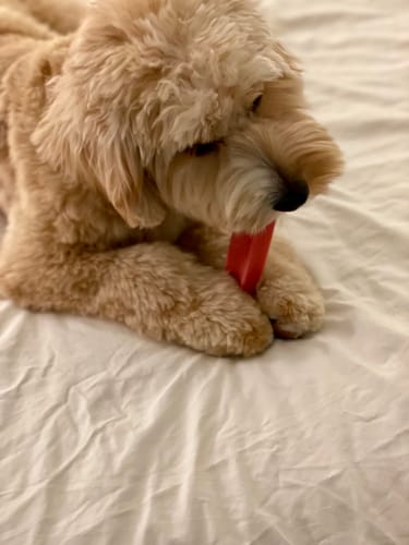 Customer's fluffy dog lies on a white sheet, chewing on a red Strawberry Yak Chew.