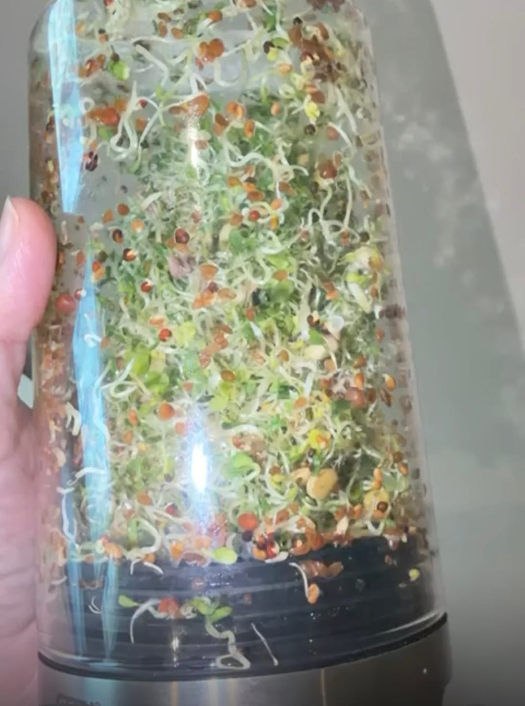 Customer photo review of 5 Part Salad Mix Seeds 110g