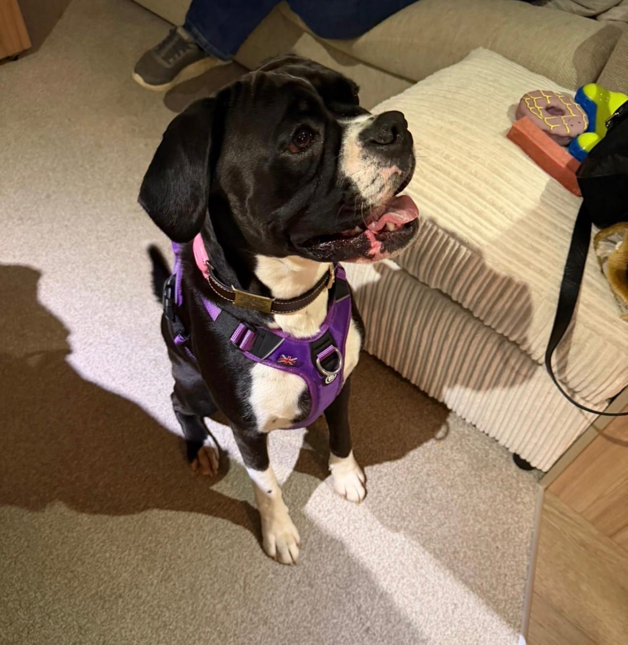Customer photo review of Anti Pull Hurricane Harness Lighter | With Handle - Purple