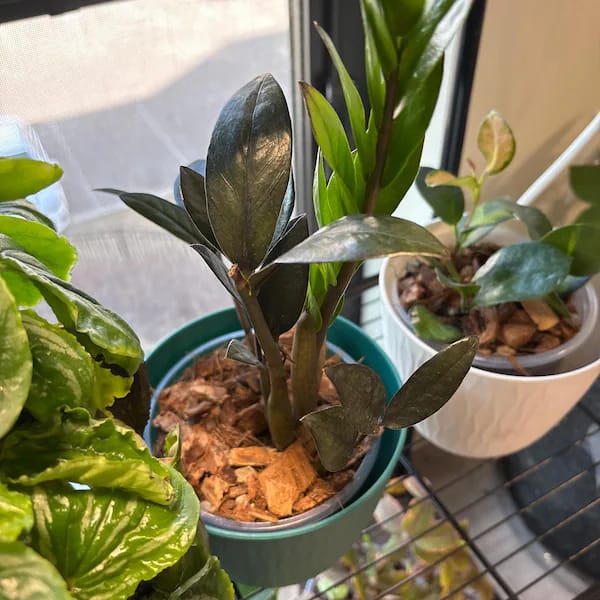 Customer photo review of Raven ZZ plant | Indoor Live Zamioculcas Zamiifolia Raven Plant | Rare Indoor Plant | Zansibar gem | Black ZZ Plant