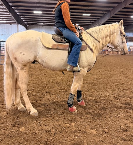 Customer photo review of OptiWize Collagen +Plus Horse Joint Supplement