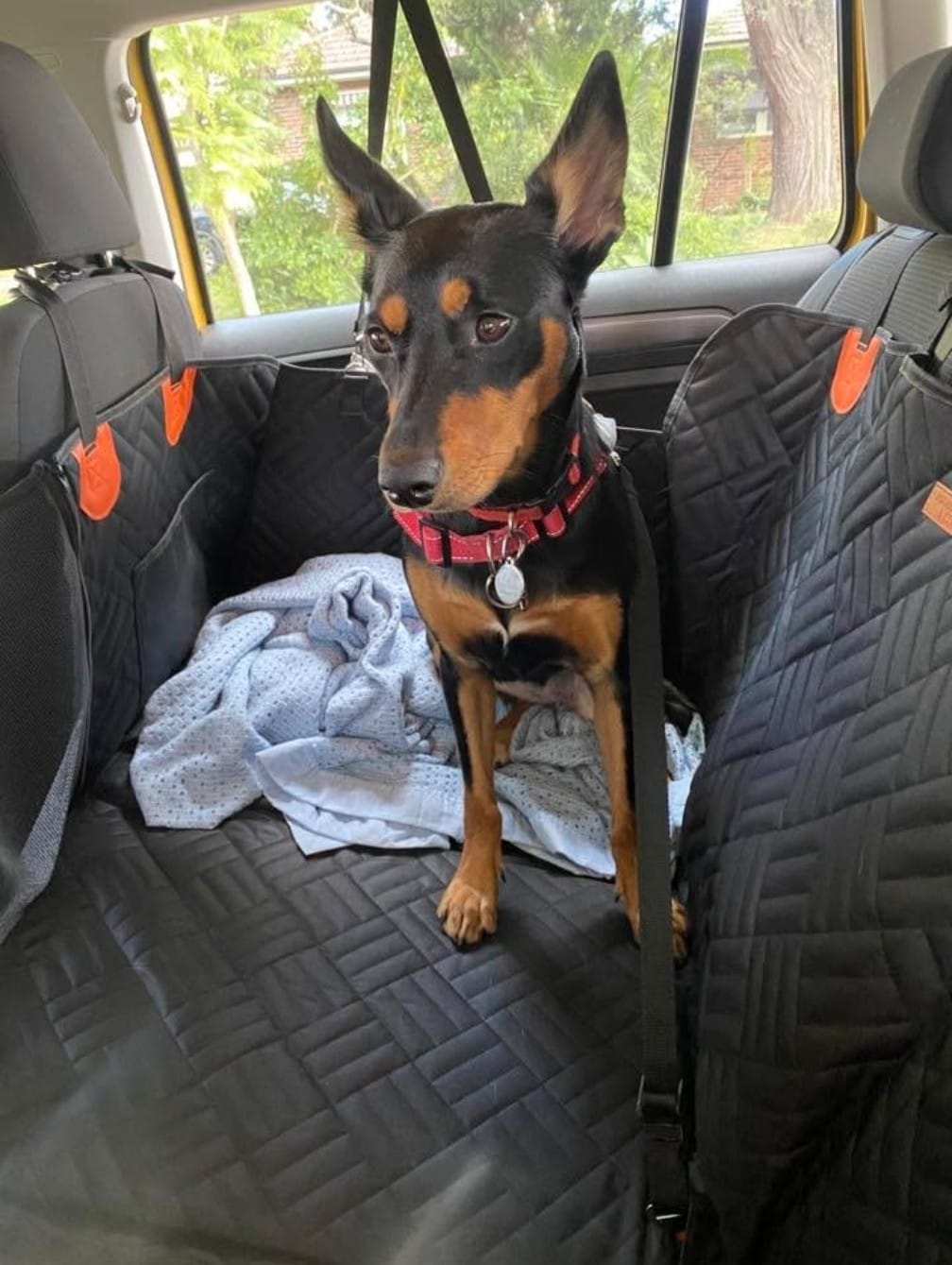 Customer photo review of Marlo&Co™ Dog Seat Cover