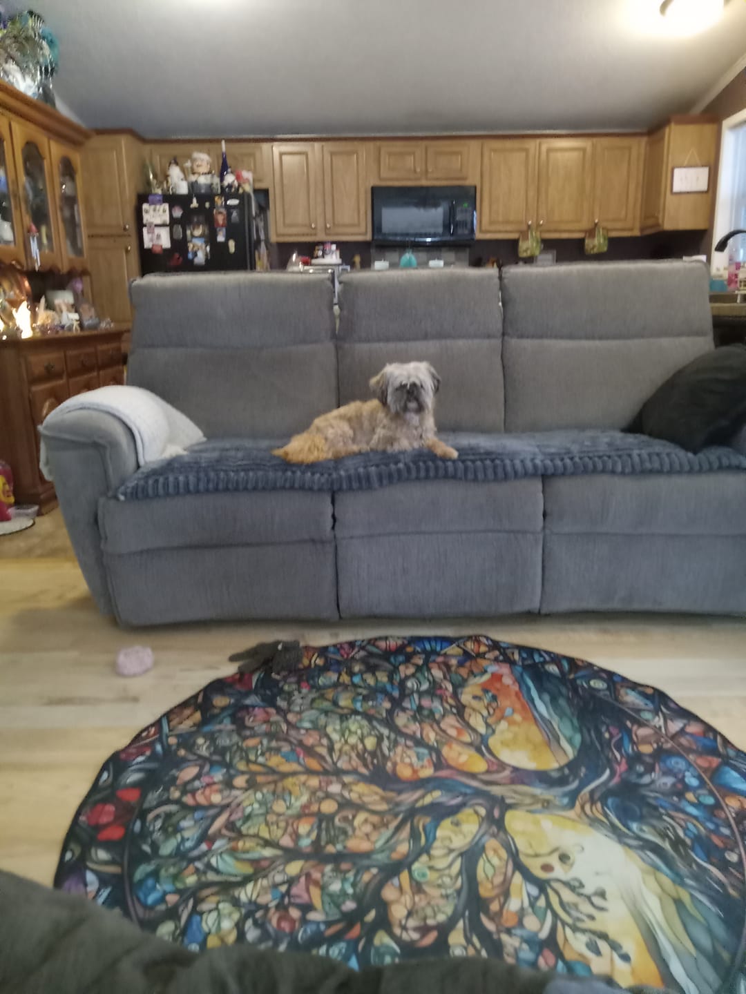 Customer photo review of 600mg CBD For Dogs Wilton Manors