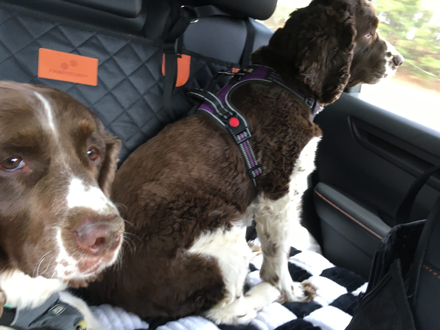 Customer photo review of 2 Pack Headrest Car Dog Safety Seatbelt