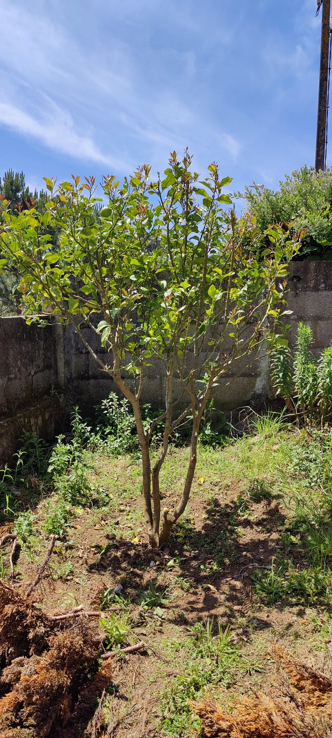 Customer photo review of Fertibono CitriPlus: Abono Cítricos, (1L), Rico en Hierro, Zinc, Calcio,Manganeso, Magnesio, AminoAcidos y NPK - Abono Plantas, Ecológico, Residuo Cero