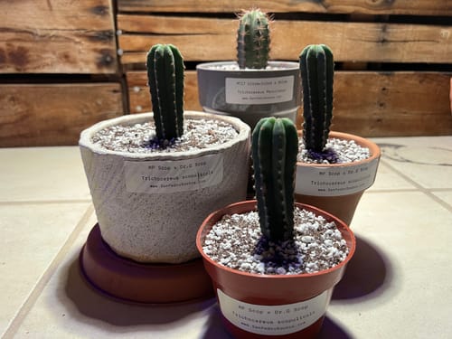 Customer photo review of Trichocereus Scopulicola | Spineless San Pedro Cactus