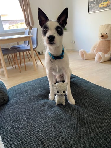Kundes Jack Russell-hund sidder med sit grå Karla Kat-legetøj på en sofapude.