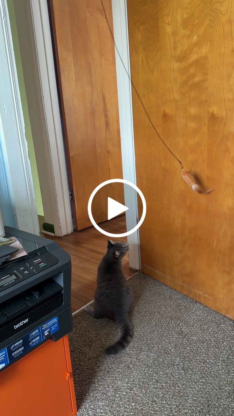 Customer video review of Interactive Mouse Toy with Sound