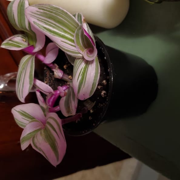 Customer photo review of Rare Tradescantia Nanouk Lilac Plant | Rare Tradescantia Pot | Rare Pink Wandering Jew | Easy care hardy indoor houseplant in a nursery pot