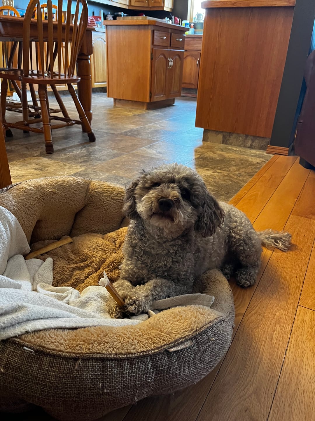 Customer photo review of 6 Inch Standard Bully Stick