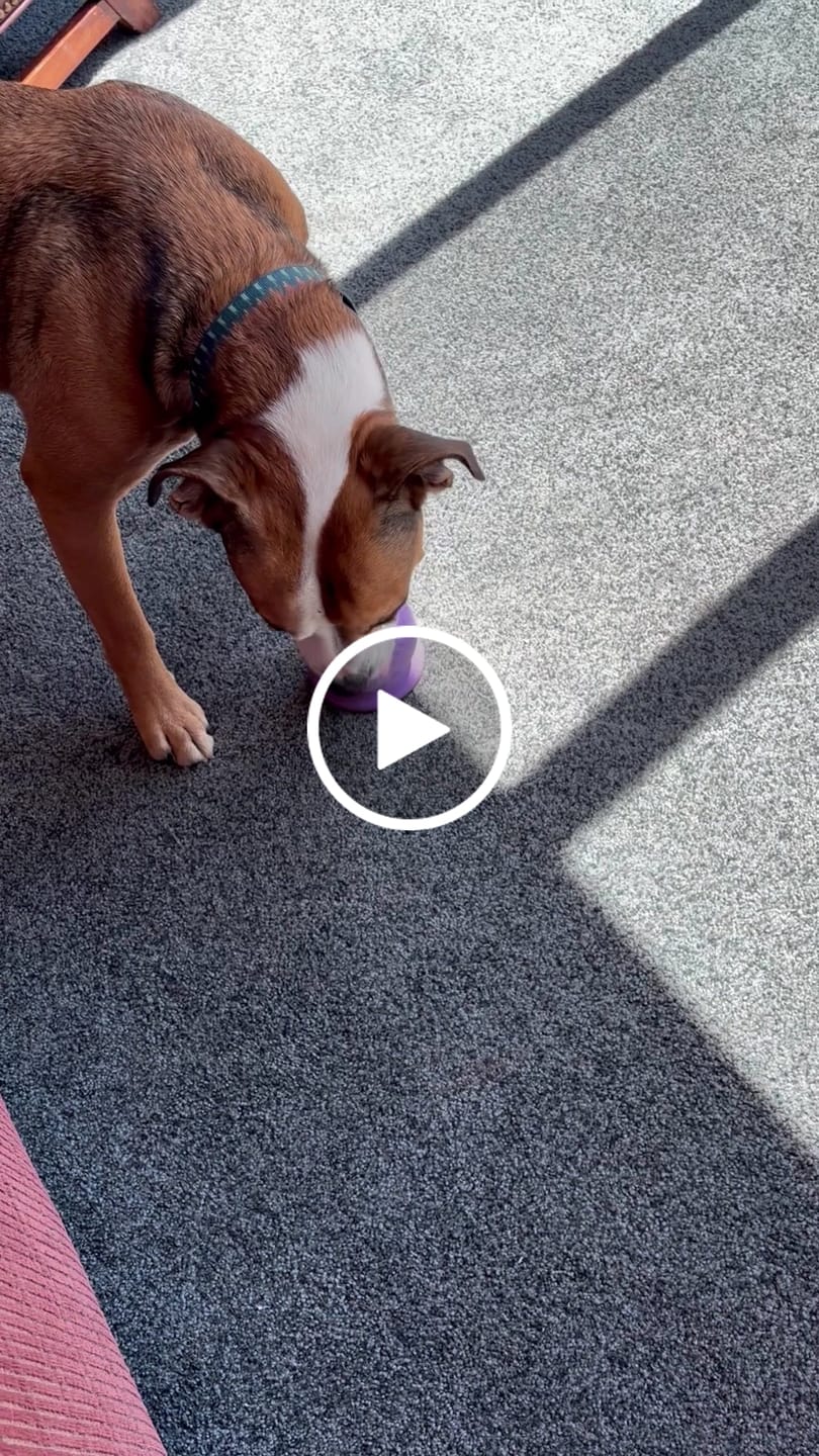 Customer video review of Freezball - Durable Fillable Dog Chew Bone