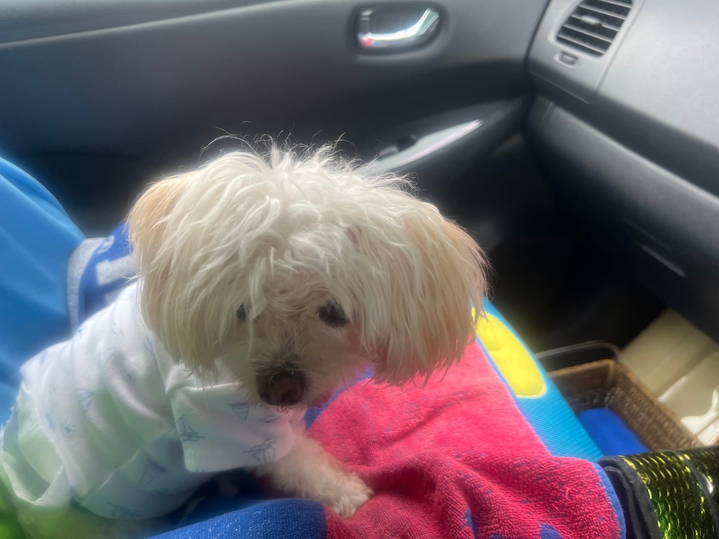 Customer photo review of NexGard SPECTRA for Small Dogs 3.6-7.5kg