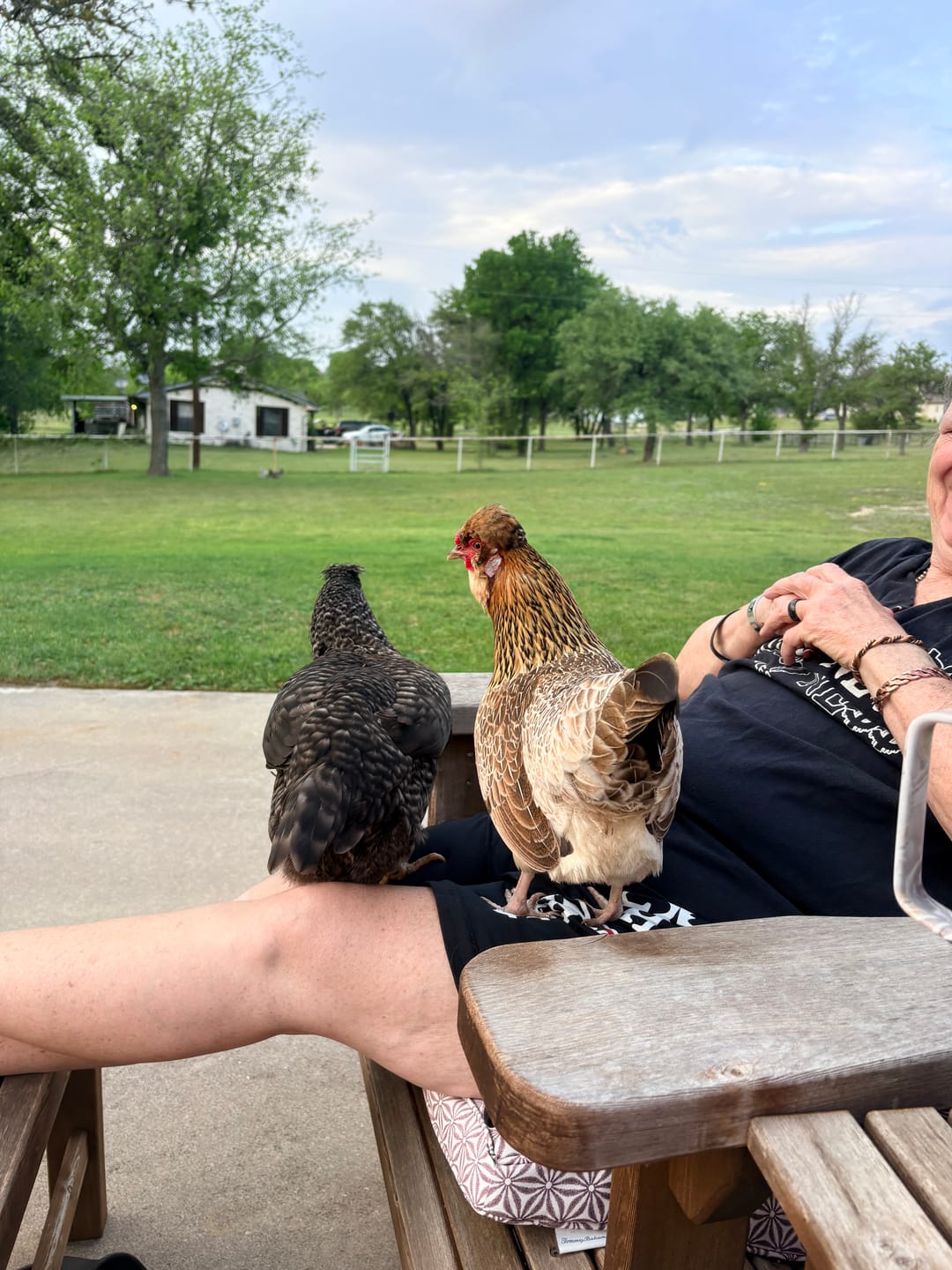 Customer photo review of Complete Guide to Healthy Chickens and Better Eggs (Digital Guide)