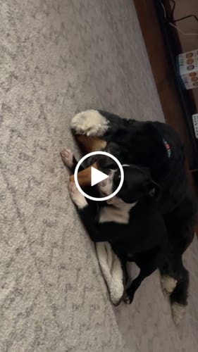 Customer video review of Smoked Beef Marrow Bone