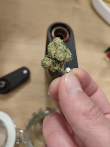 Customer holding a small green bud of White Russian THCA Flower in their fingers.