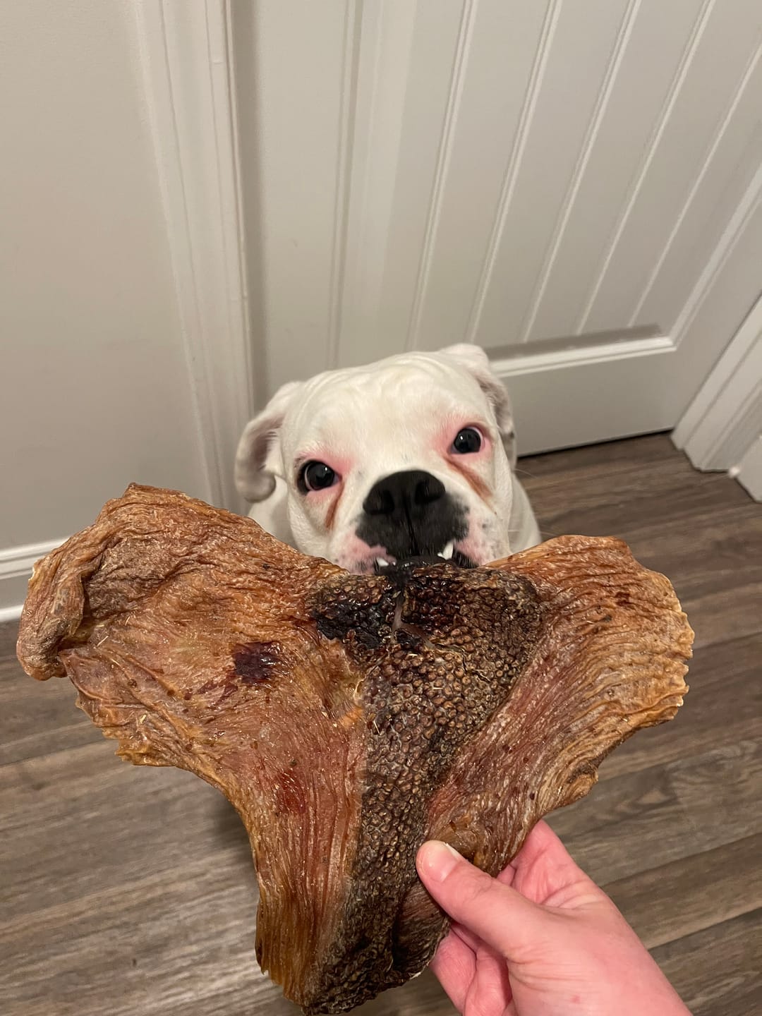 Customer photo review of Chewy Ostrich Whole Gizzard: The Protein & Omega-3 Rich, Natural Dog Chew Treat