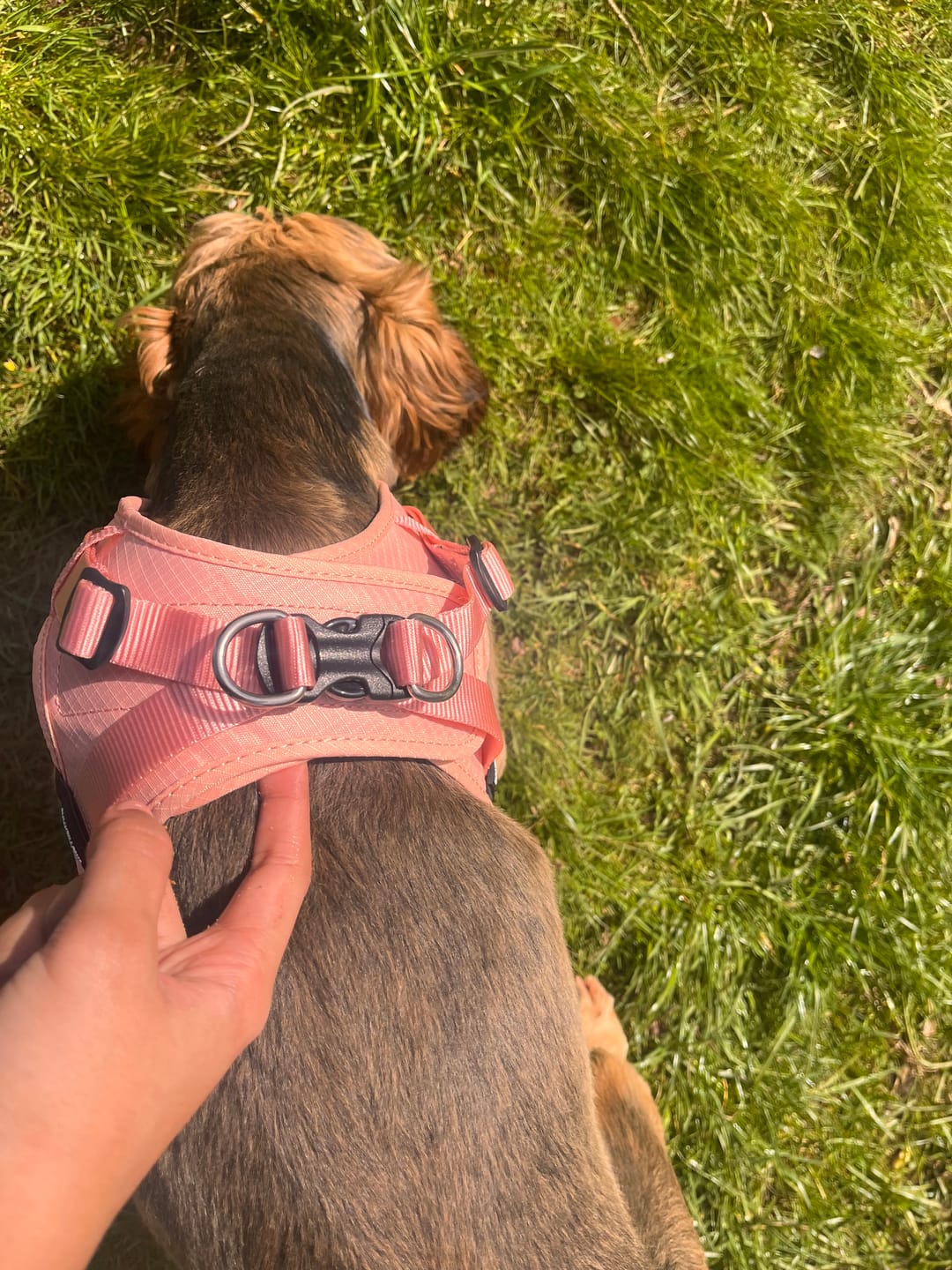 Customer photo review of Boomerang Harness - XS-M Breeds - Pink