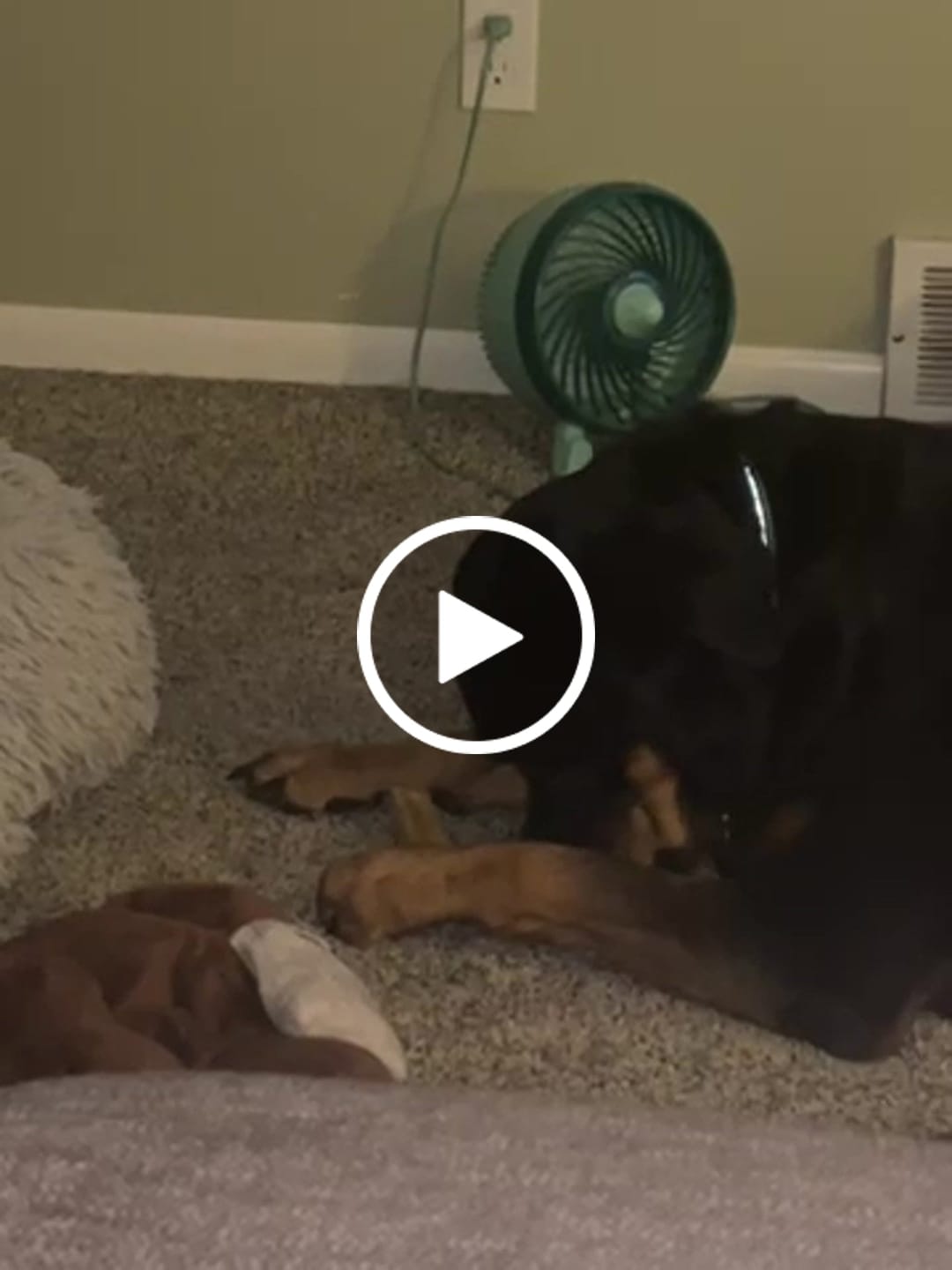 Customer video review of Gift Bundle: 2 Large Yak Chews and a 6" Hickory Smoked Bully Stick