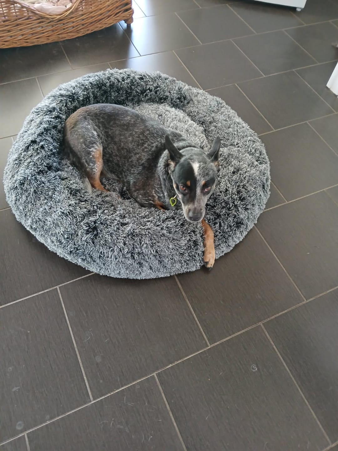 Customer photo review of Calming Pet Bed with Removable Cover