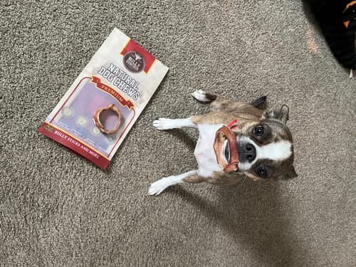Customer's Boston Terrier lying on a carpet, happily chewing a Small Bully Stick Ring with the packaging nearby.