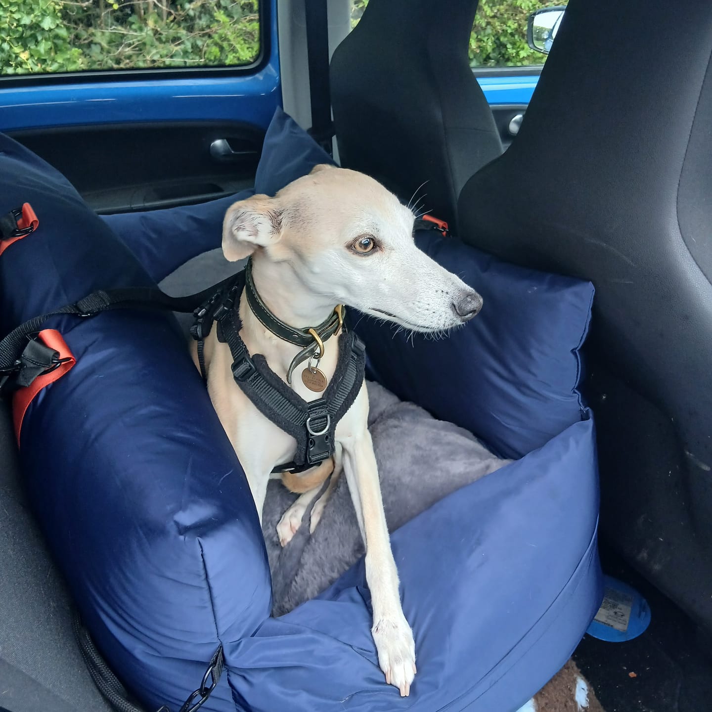 Customer photo review of Travel Dog Pod XL - Now With Isofix