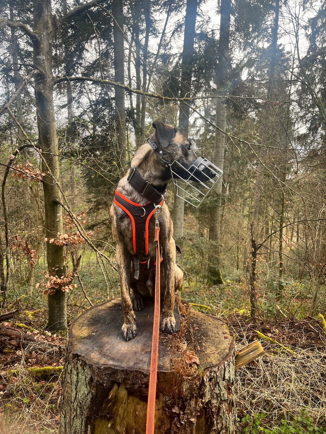 Customer photo review of Maulkorbmodelle