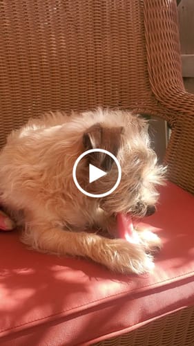 Customer video review of Long-Lasting Yak Chews — 4 Flavor Pack