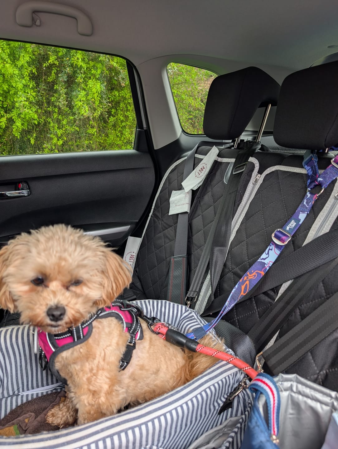 Customer photo review of Headrest Seat Belt