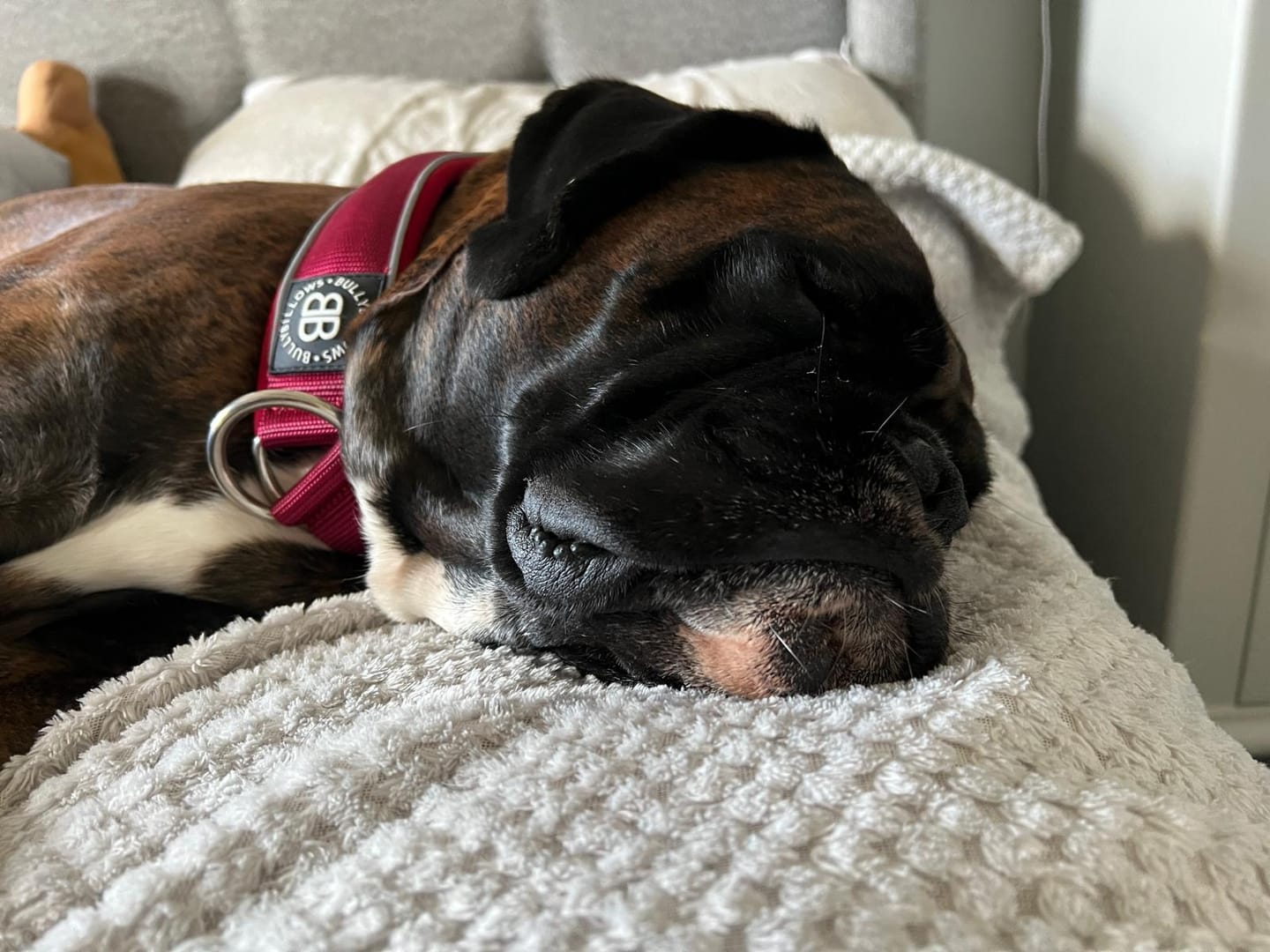 Customer photo review of 5cm Slip on Collar | Foam Padded - Burgundy