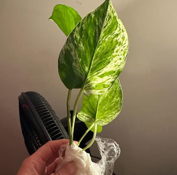Customer photo review of RARE Marble Pothos Cuttings - Gorgeous Variegated Indoor easy care house plant, Marble Pothos, White and Green variegation propagation plant