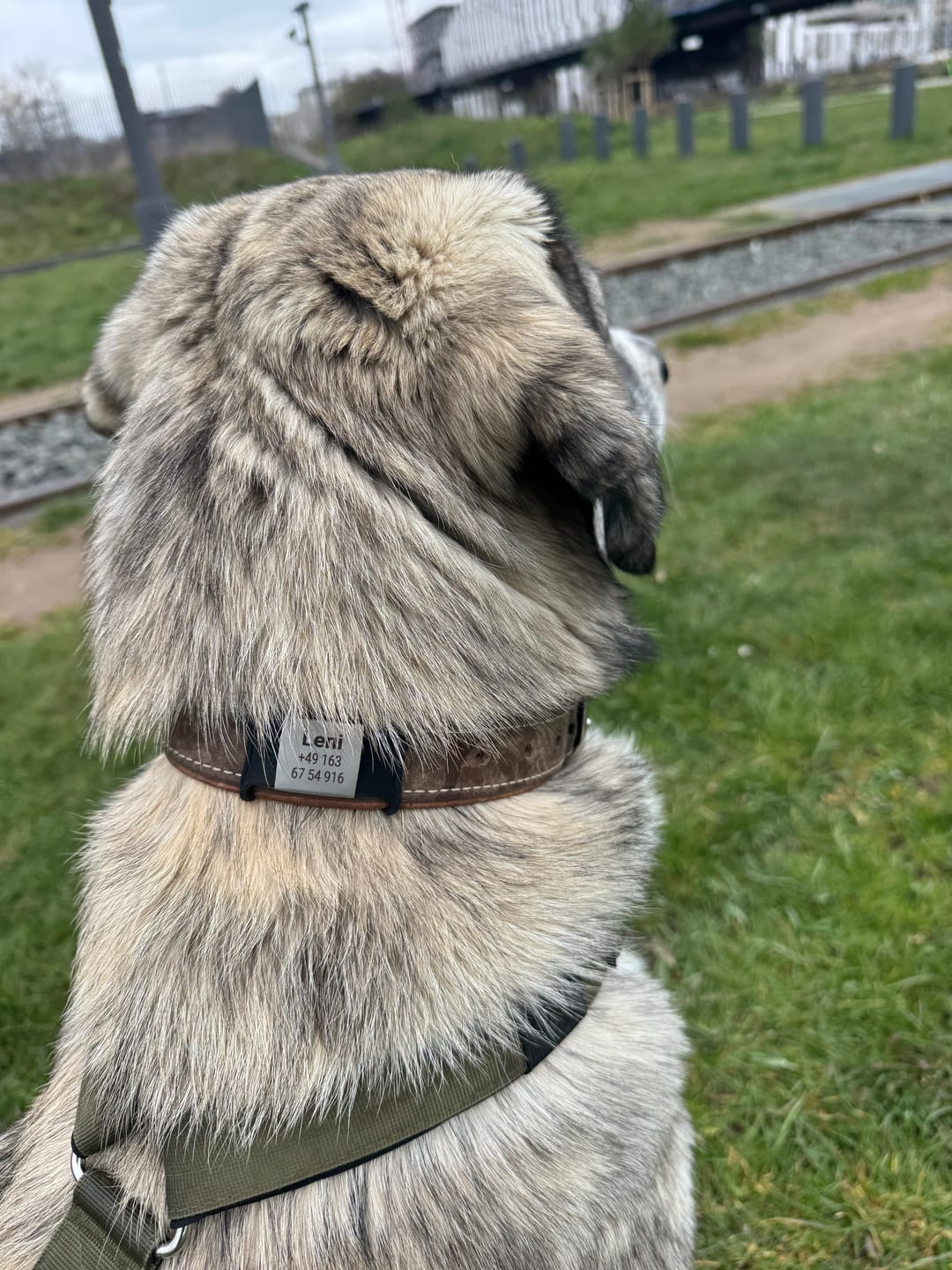 Customer photo review of Klapperfreie Hundemarke Silikonslider mit Edelstahl-Schild für Halsbänder inkl. GRATIS Gravur