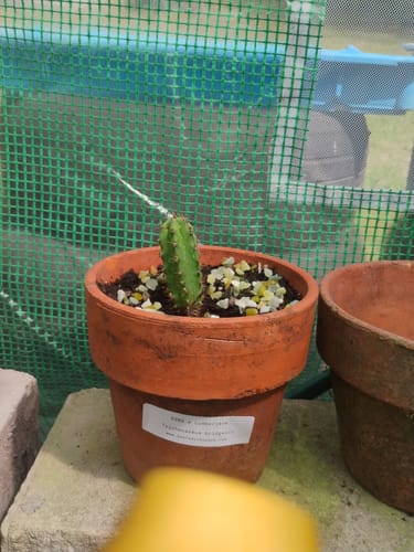 Customer photo review of Trichocereus Hybrid Variety Packs | Cactus Collector Variety Packs