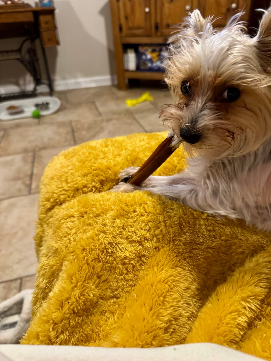 Customer photo review of Hickory Smoked Bully Sticks