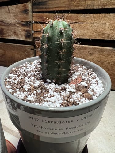 Customer photo review of Trichocereus Peruvianus | Peruvian Torch Cactus