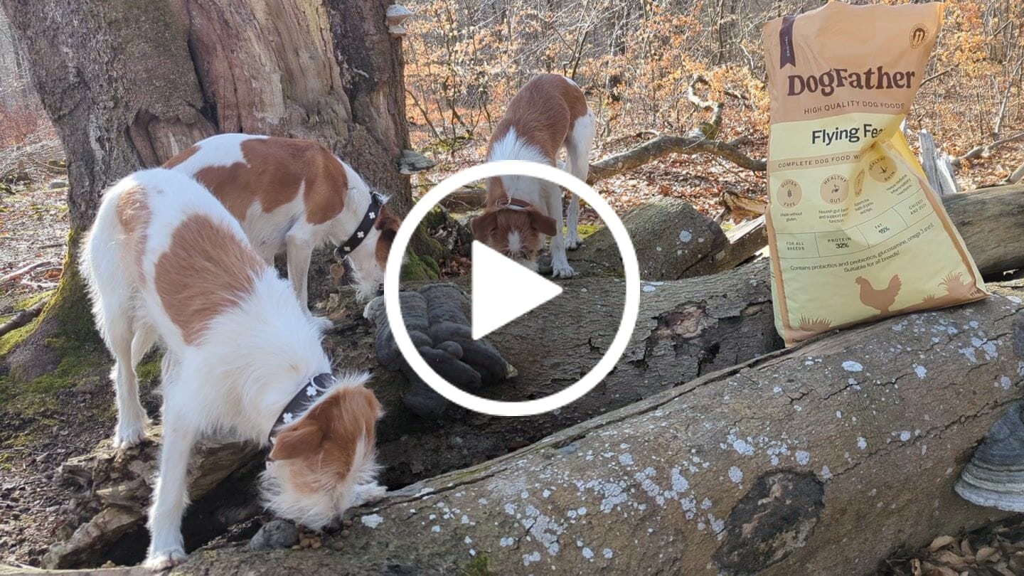 Customer video review of Hundfoder Kyckling & Anka, 11kg