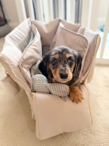 Customer photo review of Hazelnut┃The Puffer Carrier