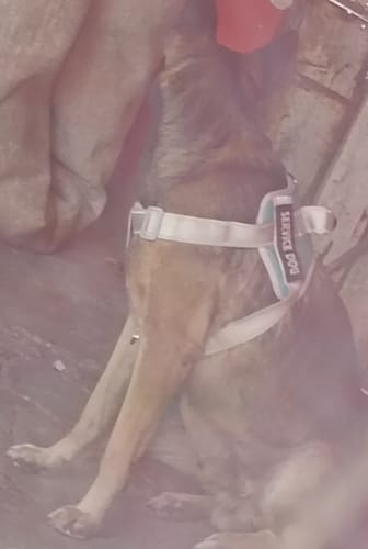 Customer photo review of CT3348 1 Pieza De Pechera Con Correa Para Mascota