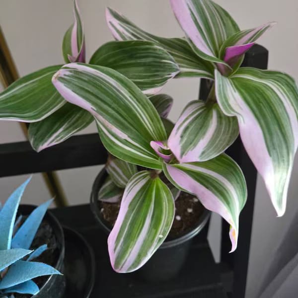 Customer photo review of Rare Tradescantia Nanouk Lilac Plant | Rare Tradescantia Pot | Rare Pink Wandering Jew | Easy care hardy indoor houseplant in a nursery pot