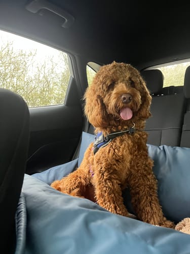 Customer photo review of The Dog Dock V2 New & Improved with ISO Fix
