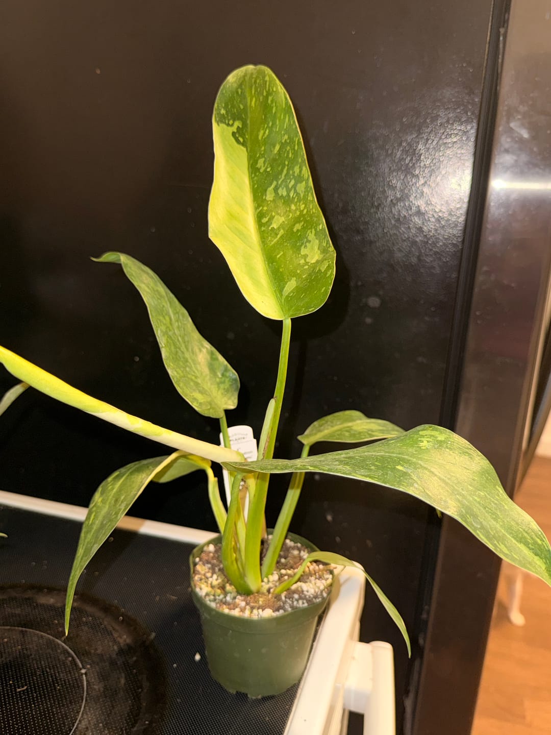 Customer photo review of Philodendron 'Jose Buono'