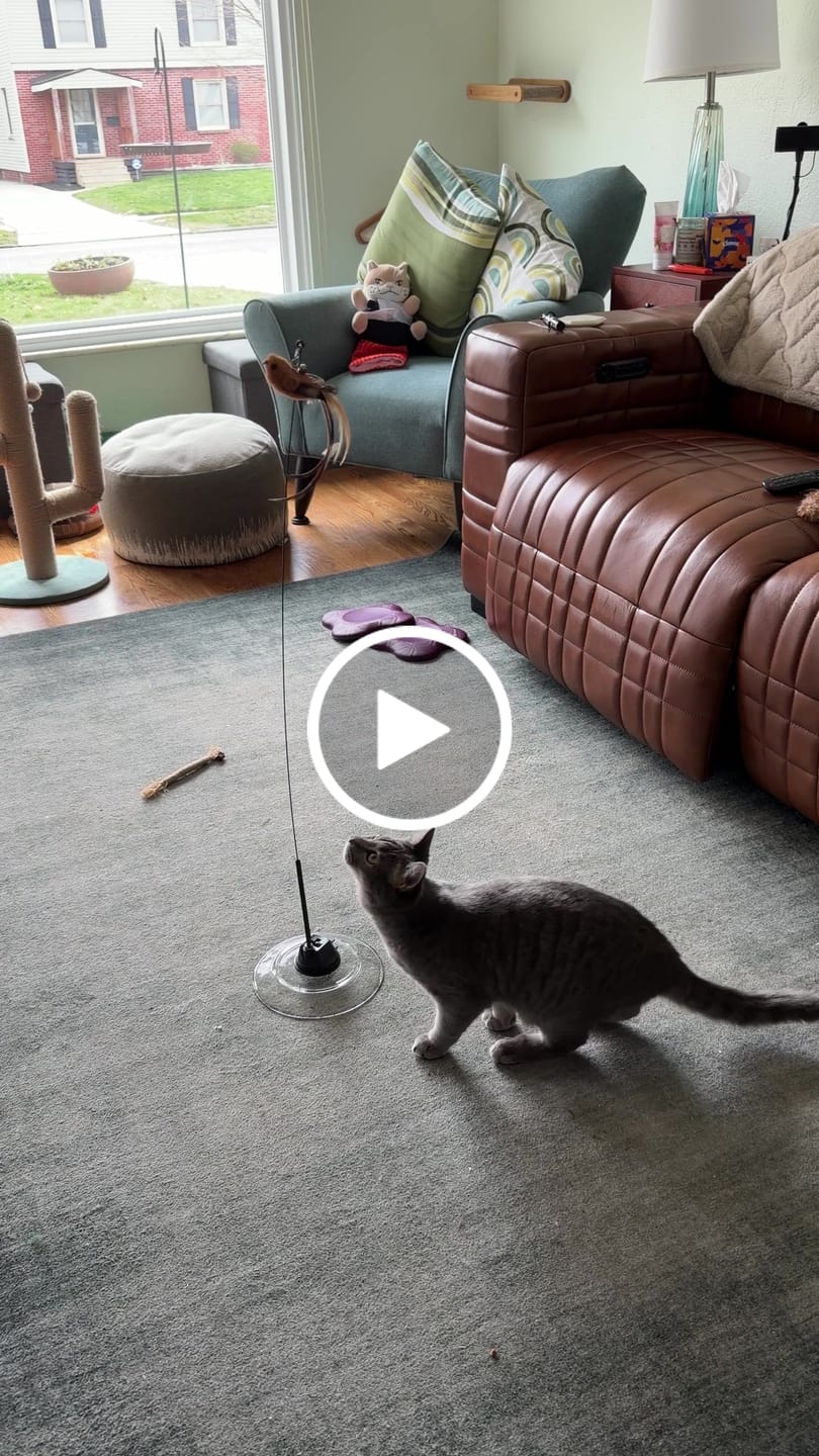 Customer video review of Replacement Parts (for Interactive Bird Simulation Cat Toy)