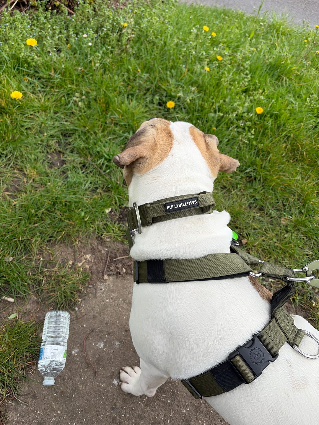 Customer photo review of 4cm LIGHTER Combat® Collar | With Handle Rated Clip - Khaki x Khaki