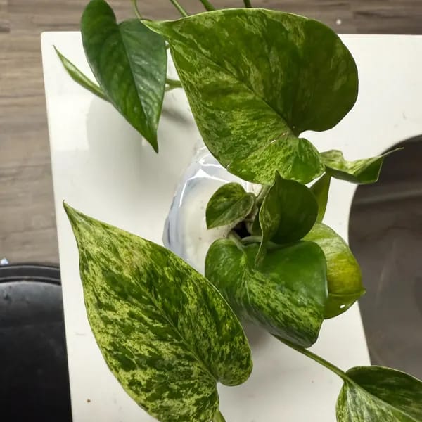 Customer photo review of RARE Marble Pothos Cuttings - Gorgeous Variegated Indoor easy care house plant, Marble Pothos, White and Green variegation propagation plant