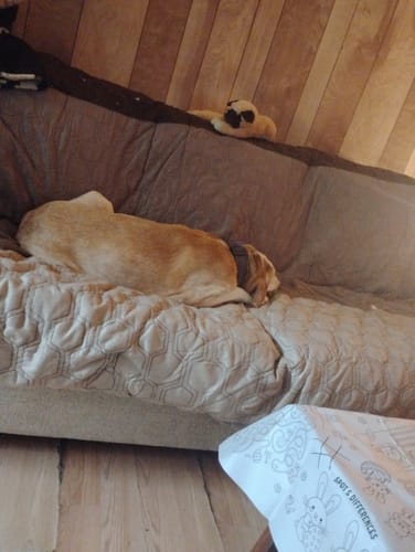 Customer's light-brown dog wearing the dark PawLax Collar while sleeping peacefully on a couch.