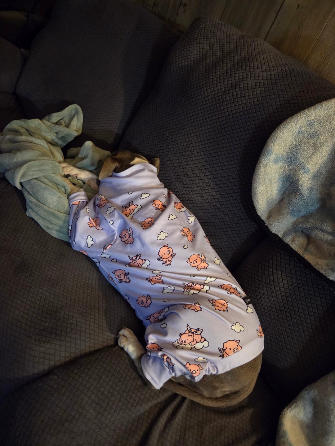 Customer photo review of Dog Pajama - When Pigs Fly