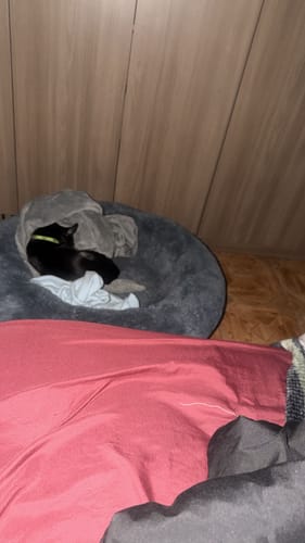 Perrito negro de un cliente durmiendo en la Cama Antiestrés redonda y gris.